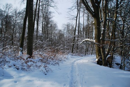 Nous entamons la montée finale vers le plateau du Rutschenfelsen