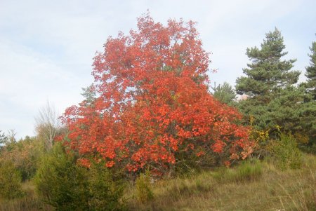 Couleur d’automne