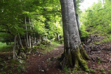 Beau chemin en forêt