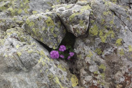 Primevère auricula (?)