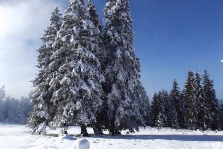 Les grands sapins de Pré Gaudet