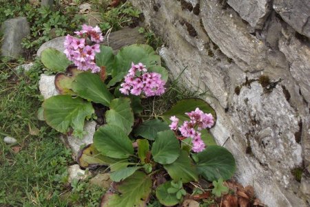 Bergenia