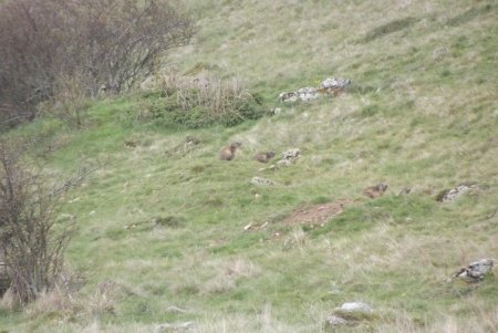 Famille de marmottes au travail