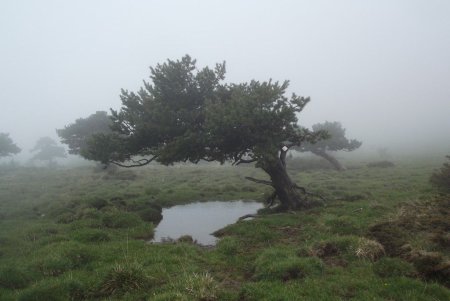 Plateau des pins drapeaux