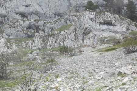 Quelques chamois dans les pentes