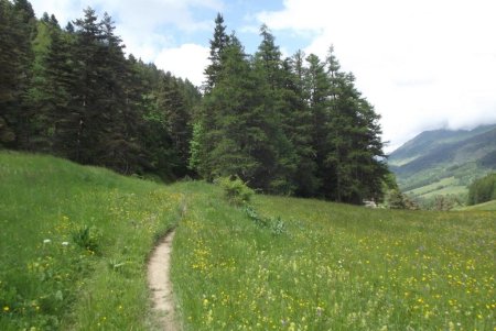 La trace se précise et entre dans le bois