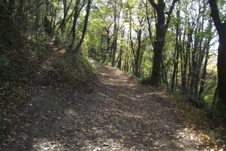 Dans le bois de Bouchassey