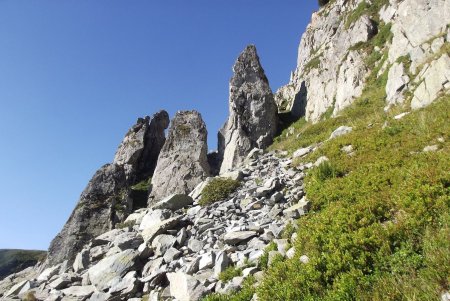 Quelques aiguilles sur le chemin