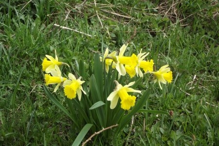  Jonquilles à profusion