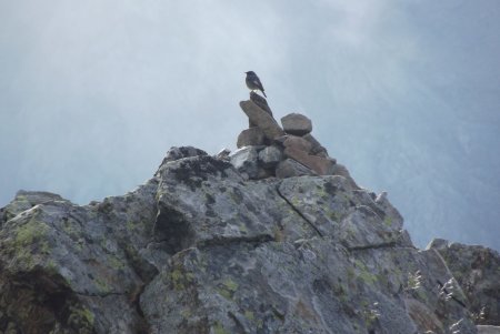 Notre petit oiseau accueillant