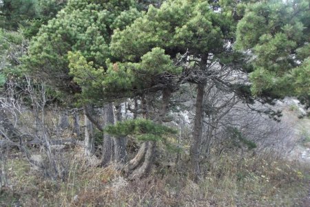 Joli groupe de pins près d’un belvédère