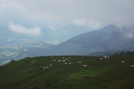 Monteynard surveillé par le troupeau