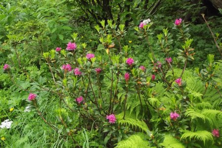 Rhododendrons