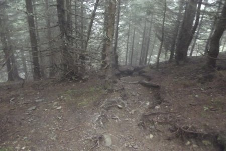 Entrée dans une sombre forêt (la photo éclaircit !)