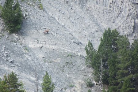 Chamois perché dans les pentes des Clottous