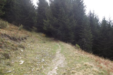 Retour dans la forêt