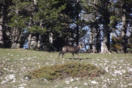 Habitant des lieux