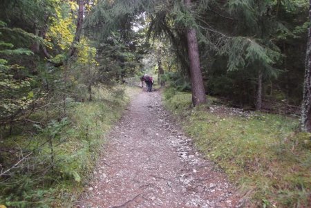 Montée en forêt