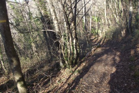 Descente dans le bois