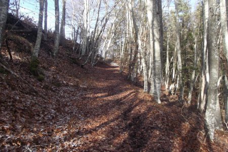 Chemin en sous-bois