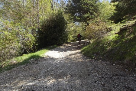 Montée raide dans le bois