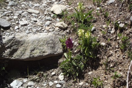 Orchis en rocaille