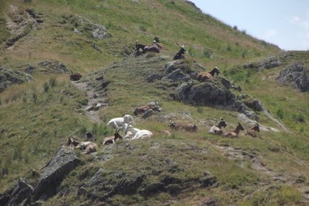 Les gardiennes du parc