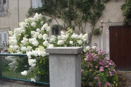 Hortensias