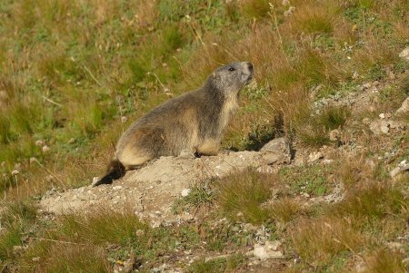 Marmotte.