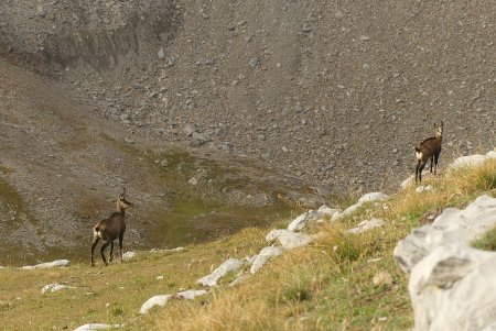 Chamois.