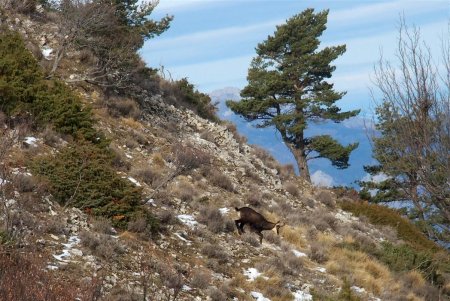 Un autre spécimen de Rupicapra