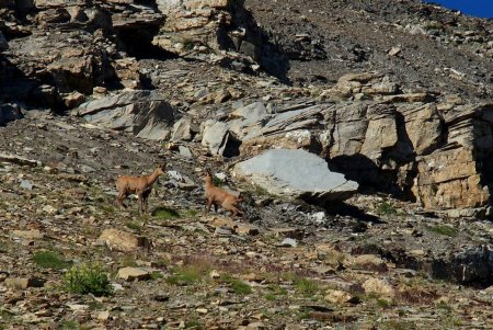 Deux autres compagnons