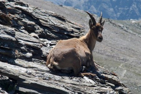 Le gardien du sommet 2951m