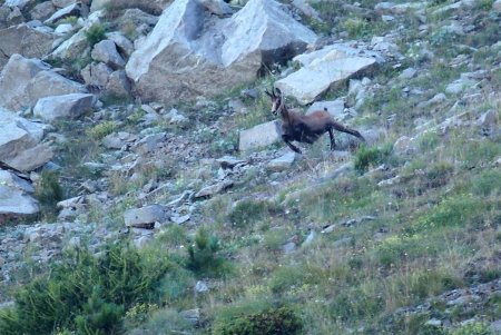 Chamois au sprint