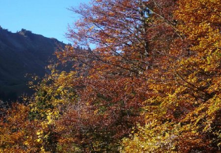 forêt d’automne