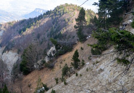 Cherchez les trois chamois !