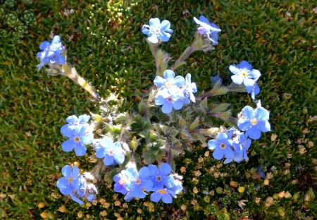 Quelques rares fleurs malheureusement (on est fin août) - Erytriche nain.