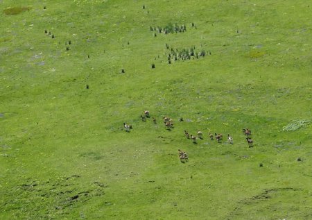 Une petite bande de mouflonnes et quelques jeunes.