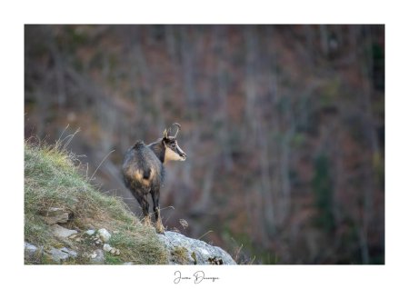 Promontoir