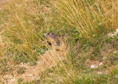 Et une marmotte