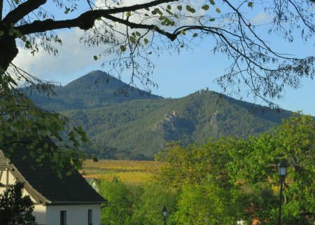 Depuis la petite place devant l’Église Saint-Ulrich de Zellenberg, une nouvelle petite vue à travers les branches sur le Rocher de la Paix d’Udine et les 3 châteaux de Ribeauvillé.