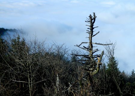 Je domine la brume, mais de peu !