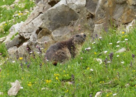 Marmotte 