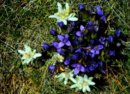 Edelweiss et gentianes.