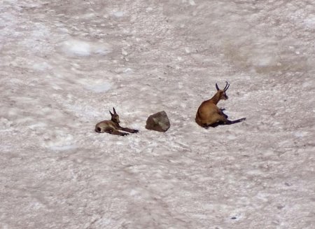 Chamois sous Tête Noire