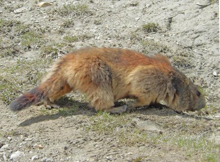 marmotte à la recherche de jeunes pousses