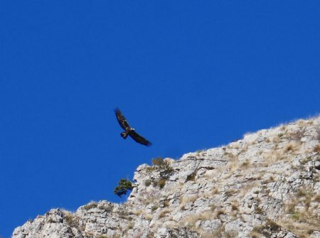 L’aigle Royal en chasse.