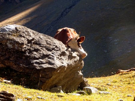 La vache qui se gratte.