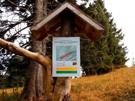 On se trouve dans la réserve forestière des Aiguilles de Baulmes.