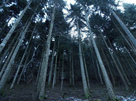 Forêt de la Côte de la Dent.